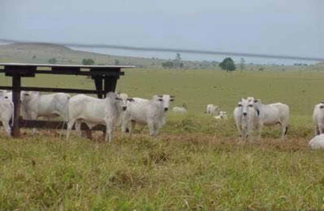 Terreno, 10 hectares - Foto 6