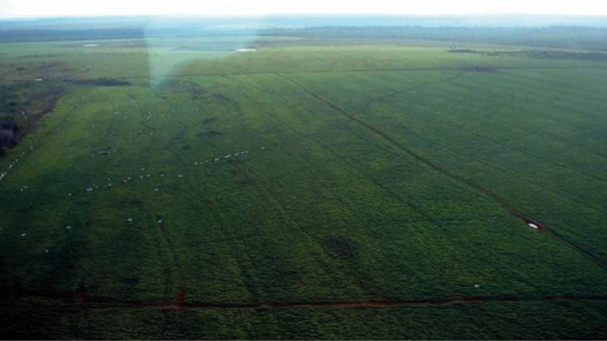 Terreno, 10 hectares - Foto 14