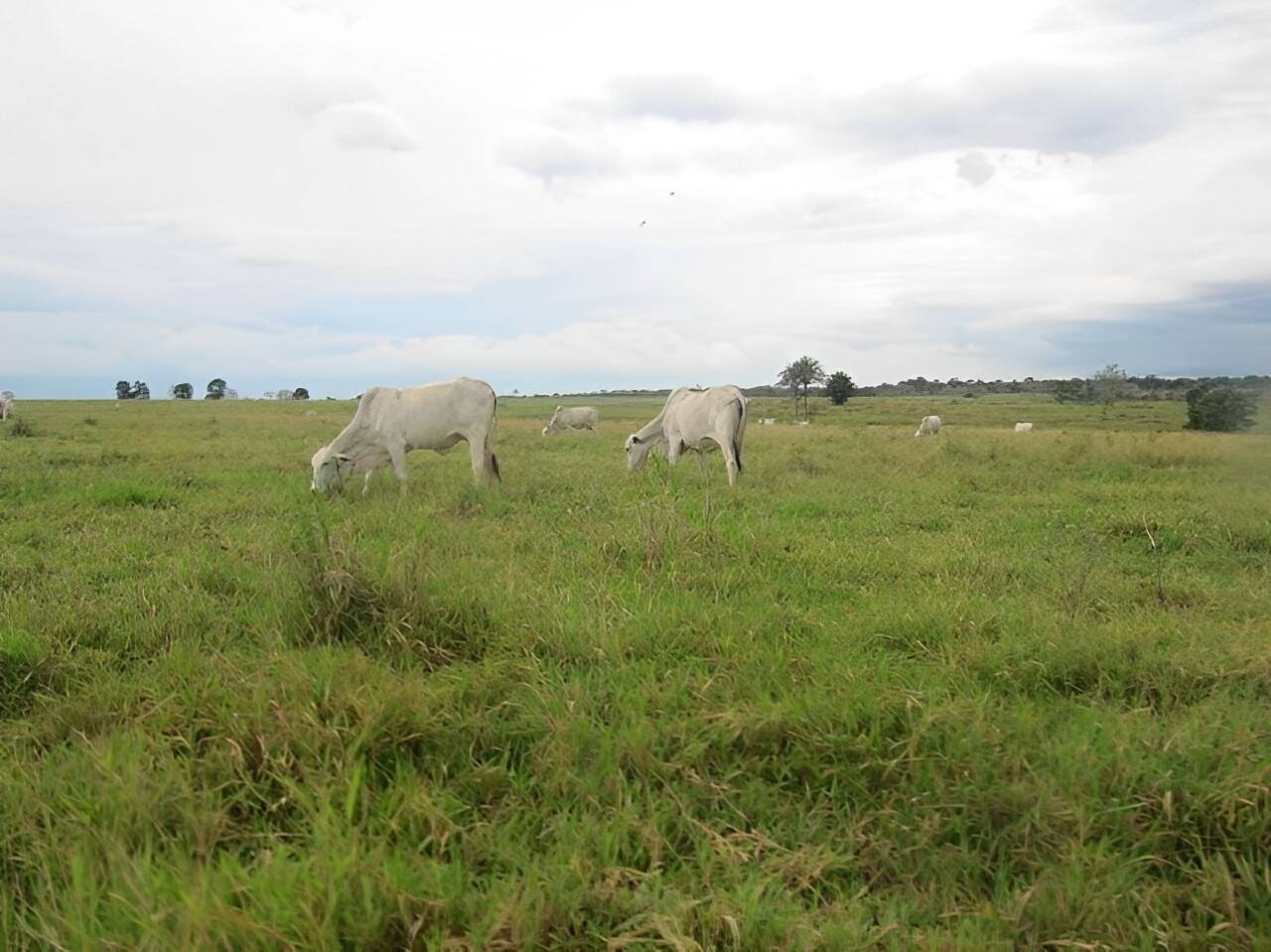 Terreno, 2541 m² - Foto 7