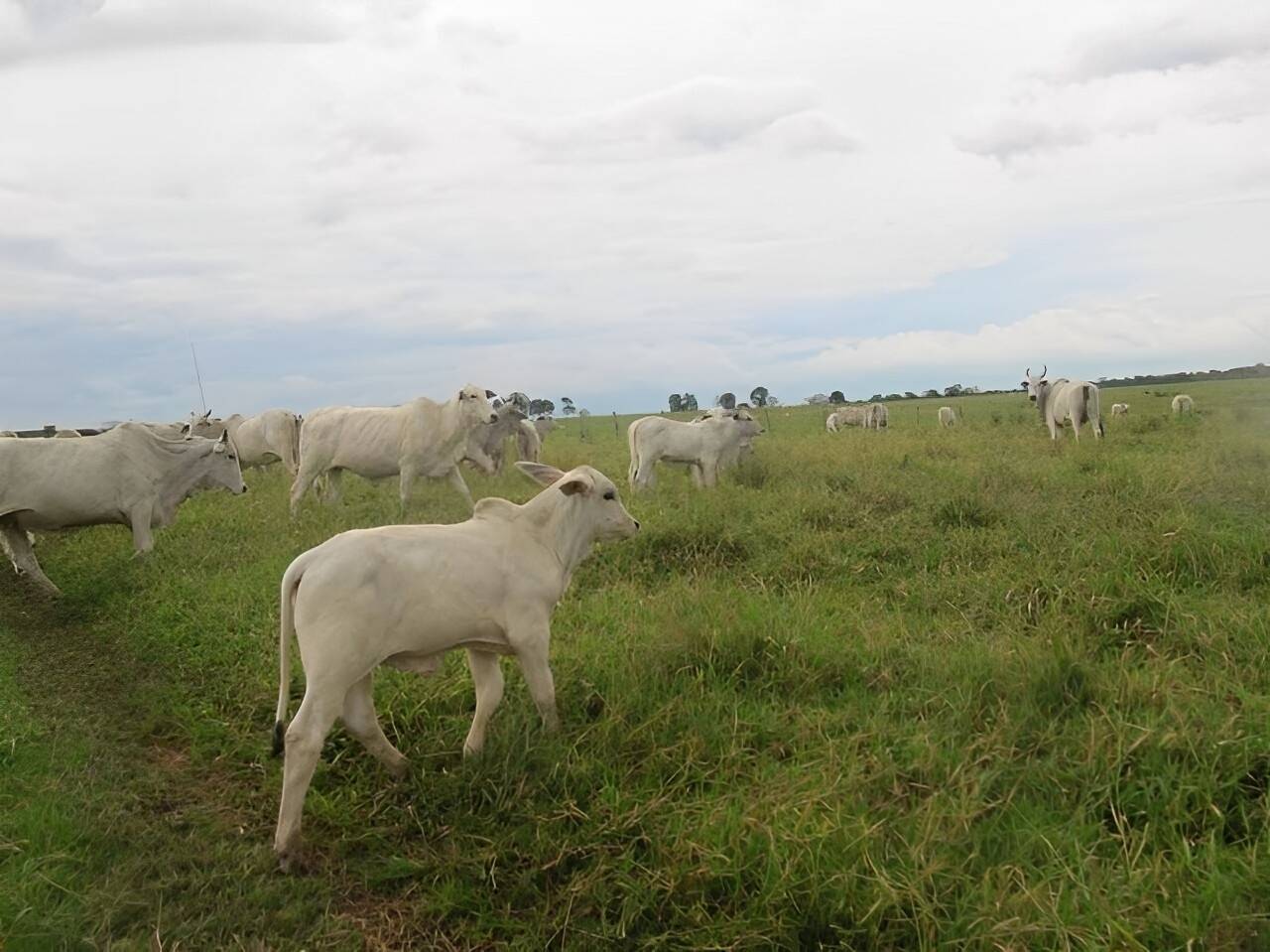 Terreno, 2541 m² - Foto 15