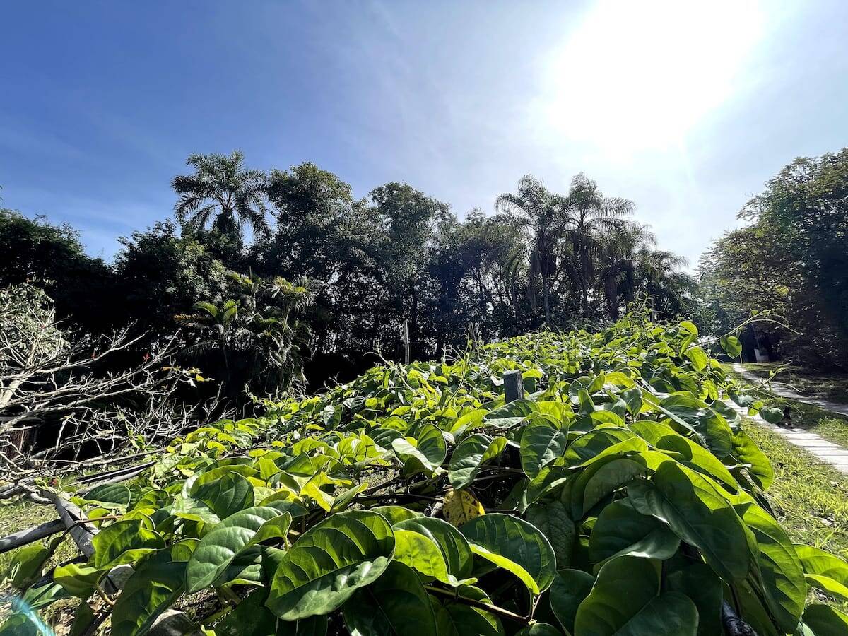 Sítio, 8 quartos - Foto 6