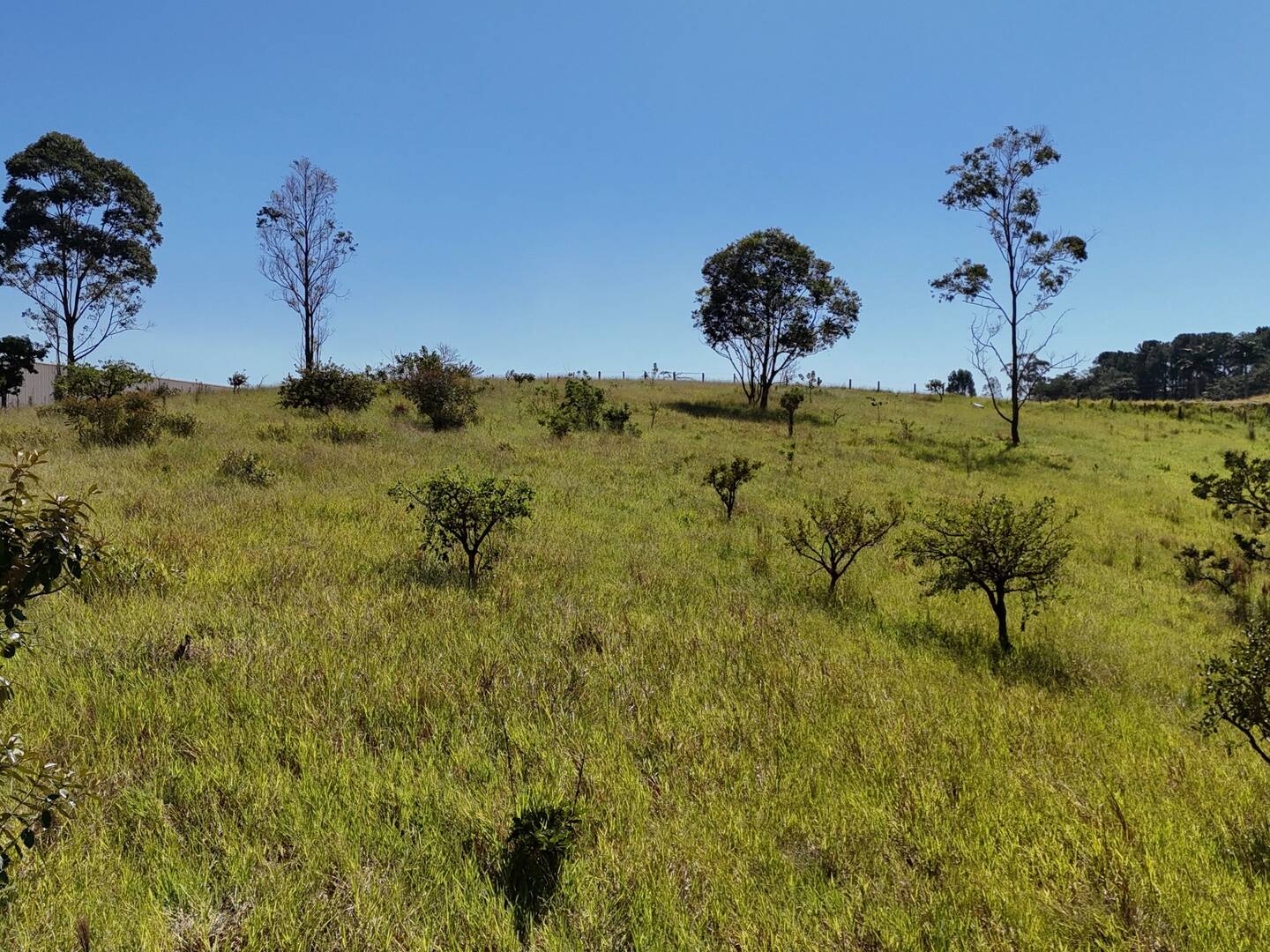 Terreno, 2 hectares - Foto 14